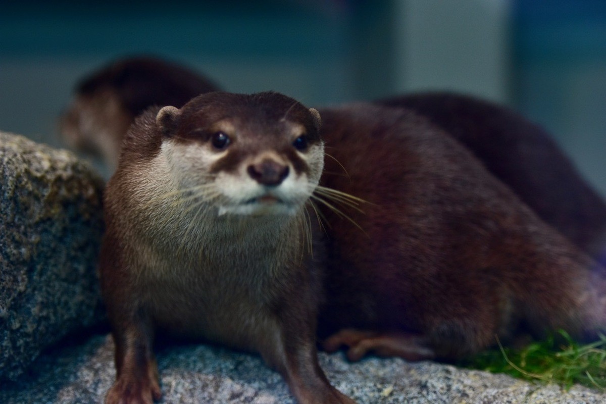 ジャック・ウッドソン 二匹のラッコ ヴィンテージ ステンドグラス カワウソ ジャック・ウッドソン 二匹のラッコ ヴィンテージ ステンドグラス カワウソ